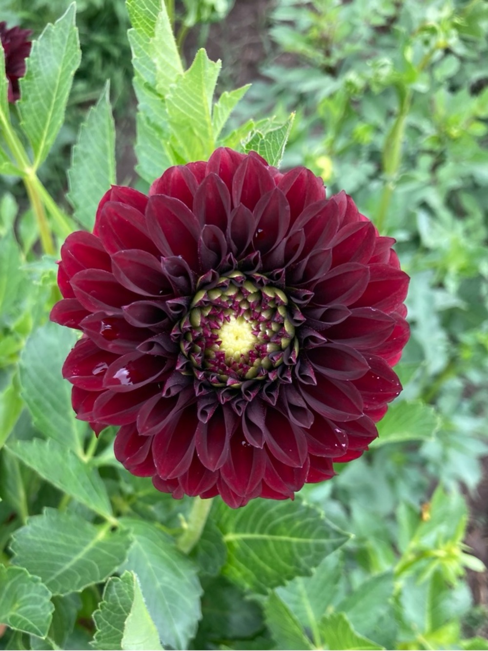 Black Satin Dahlia tuber